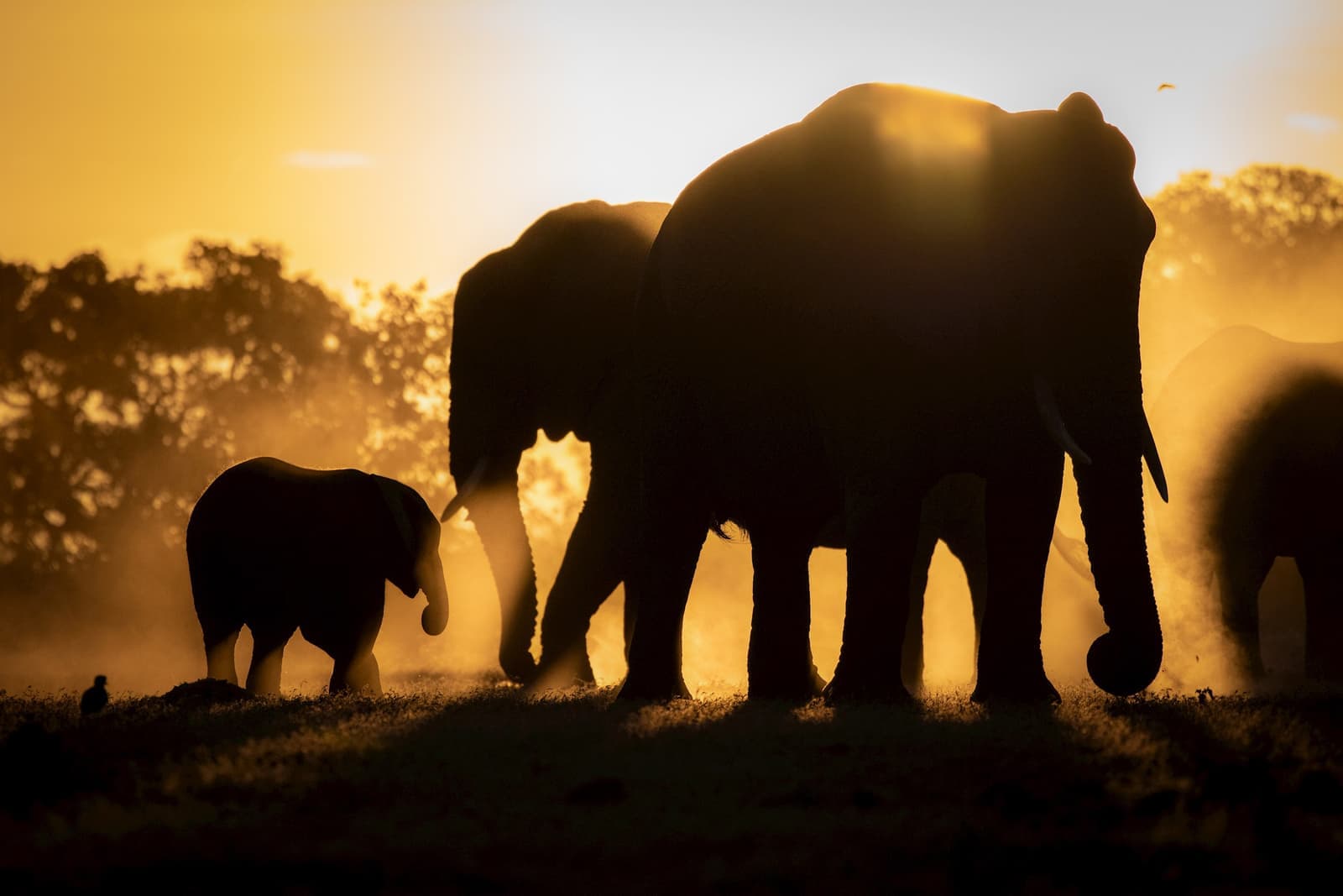 Elephants in Kruger National Park, South Africa