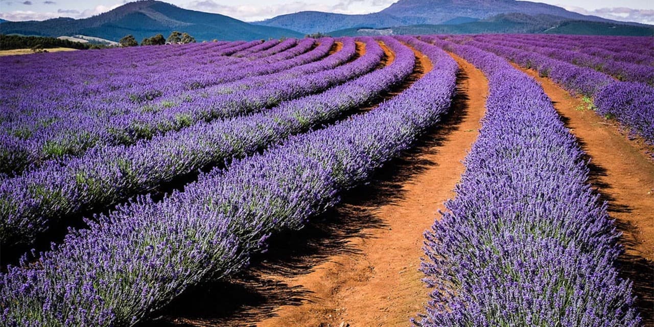 Bridestowe Lavender Estate