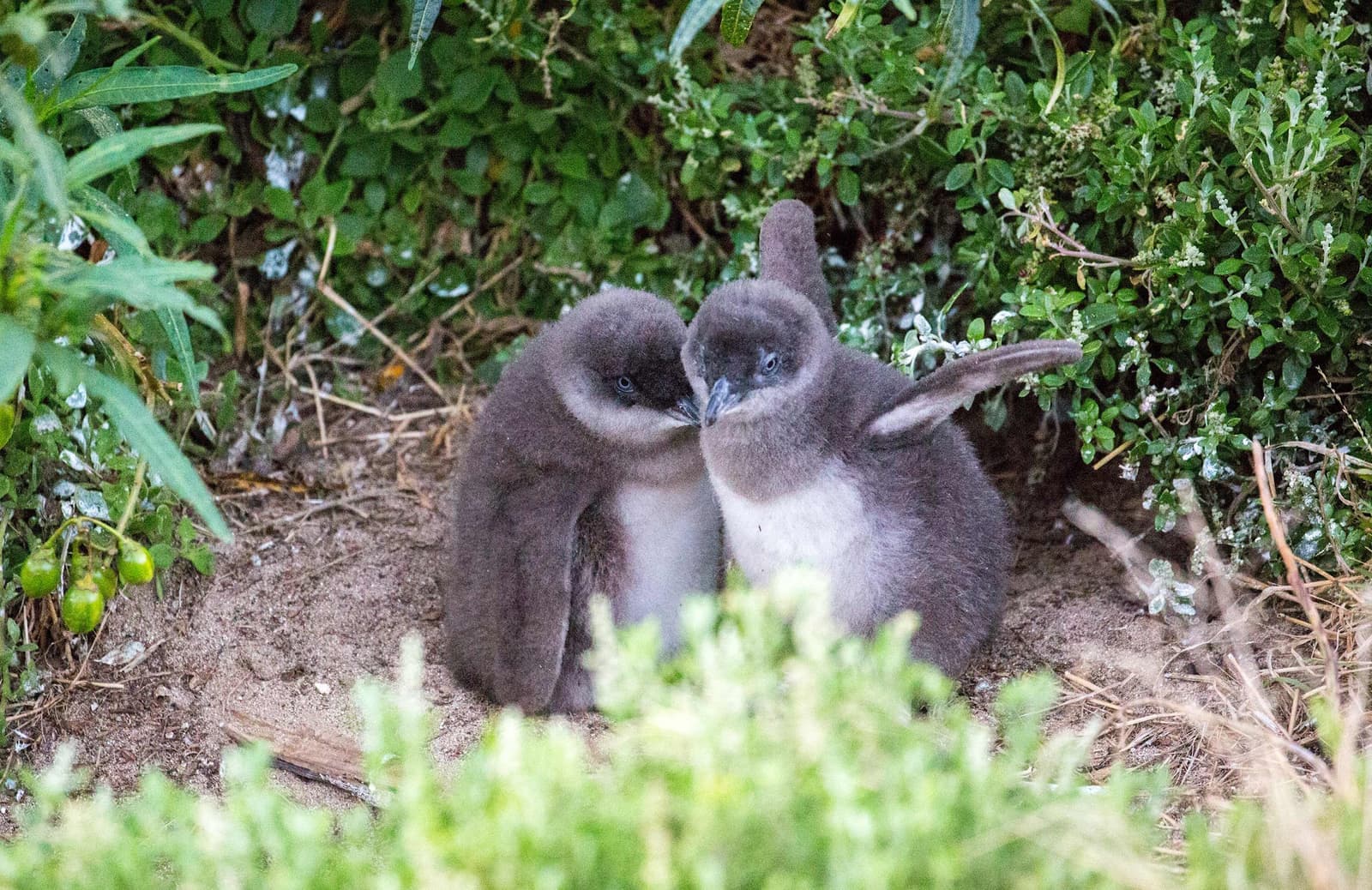 Fairy Penguins Phillip Island
