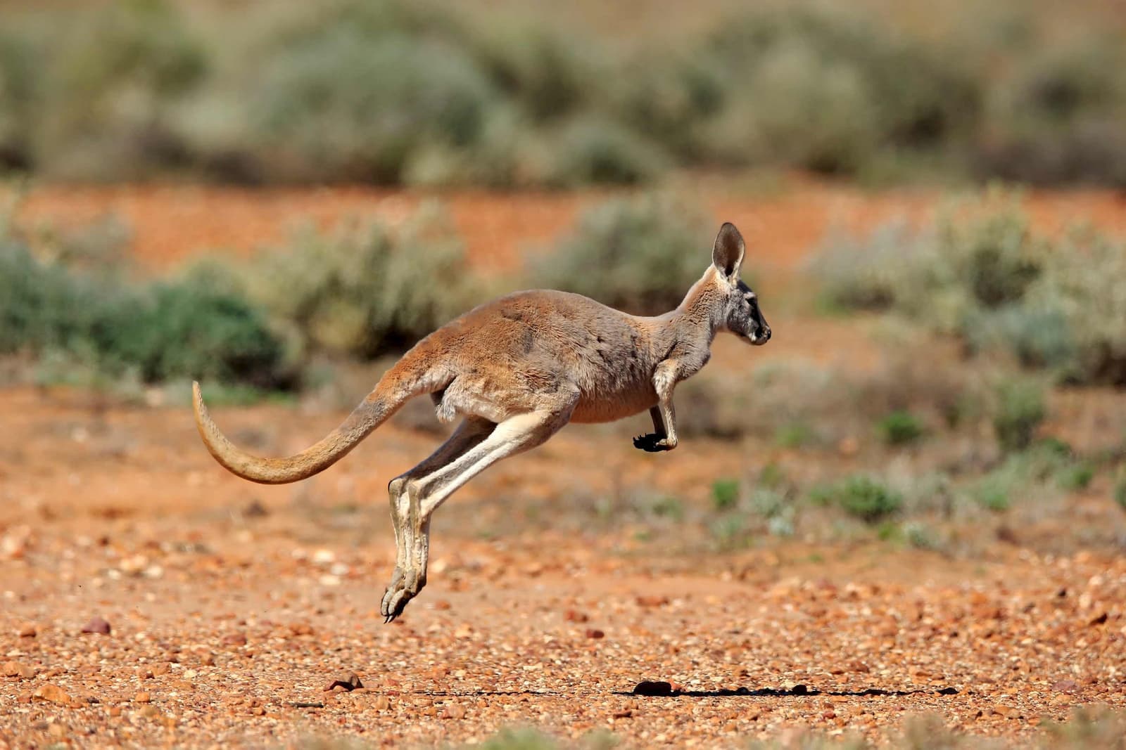 Kangaroo Island