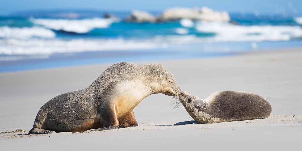 Seal Bay Conservation Park
