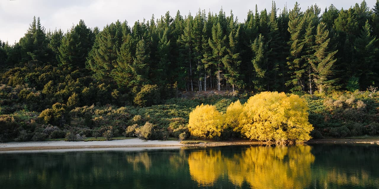 Lake Wanaka with Yellow Flowers