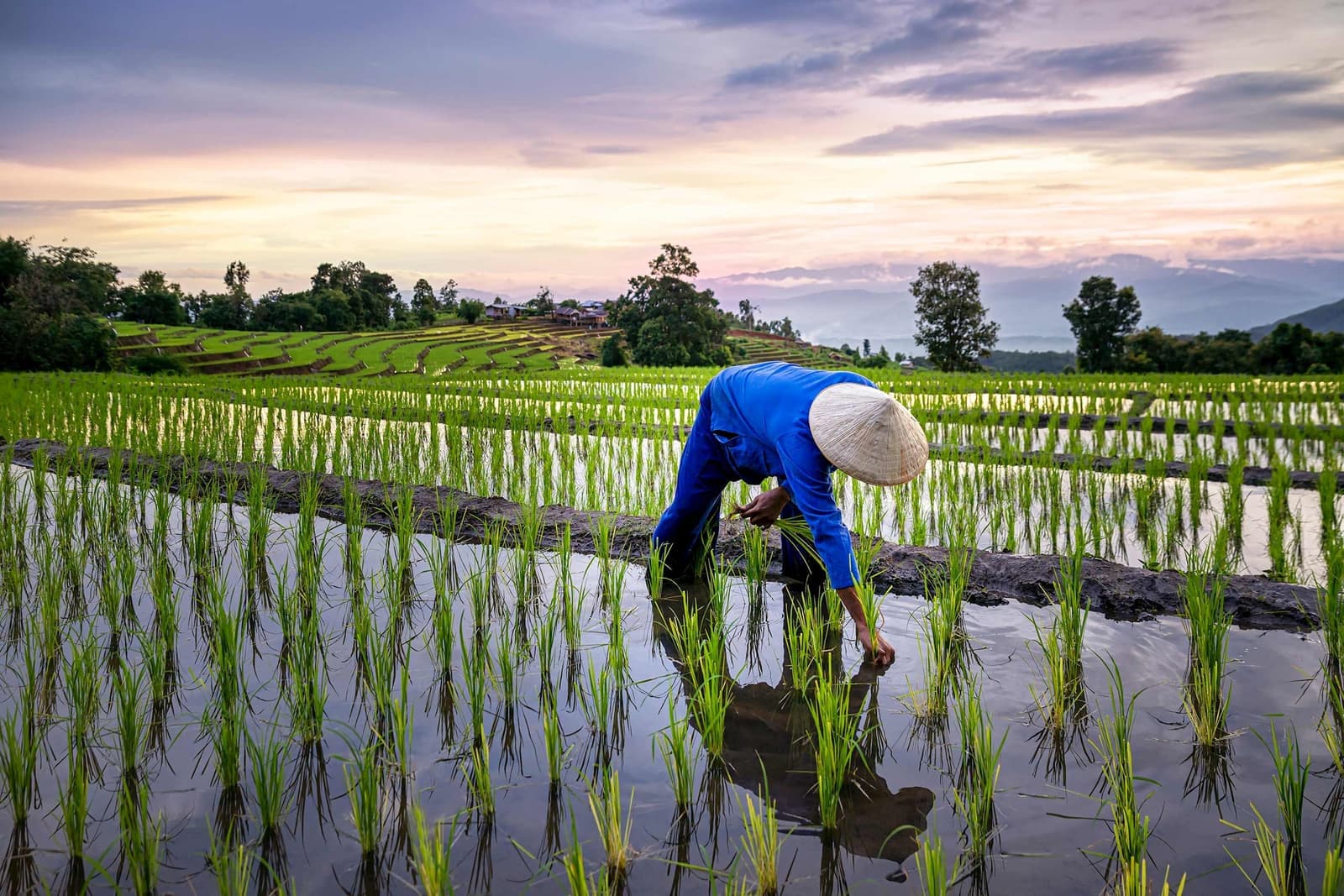Farmers on rice terraces in Ho Chi Minh City, Vietnam