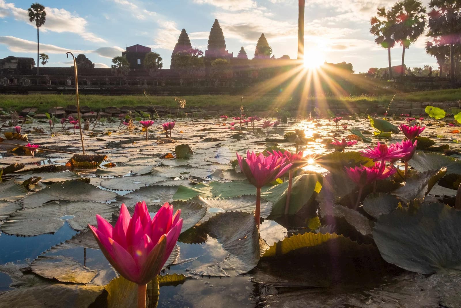 Sunrise over Angkor Wat reflected in lotus pond, Siem Reap, Cambodia