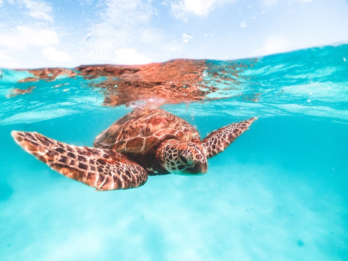 A turtle in the ocean in Cairns, Australia