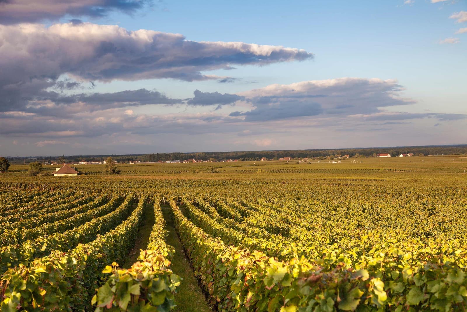 The Burgundy Wine Region in Paris, France