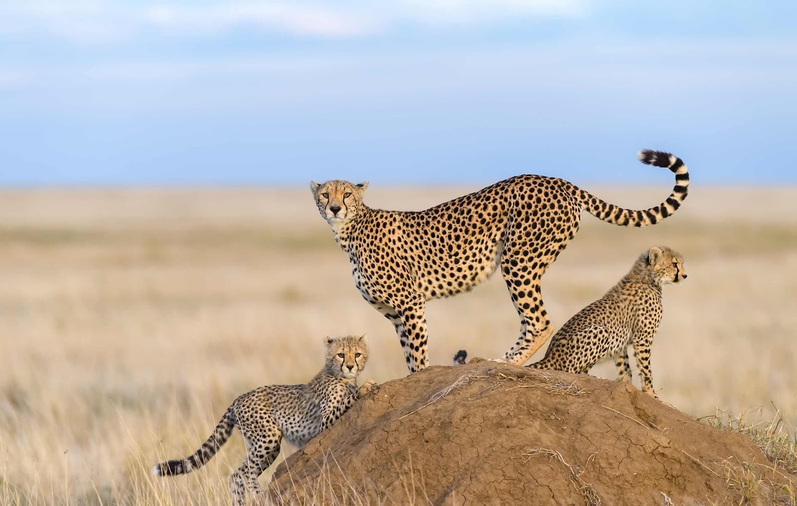 A group of cheetahs in the Maasai Mara National Reserve in Kenya