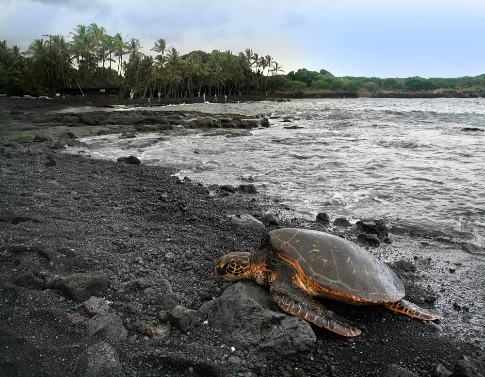Punaluʻu Black Sand Beach