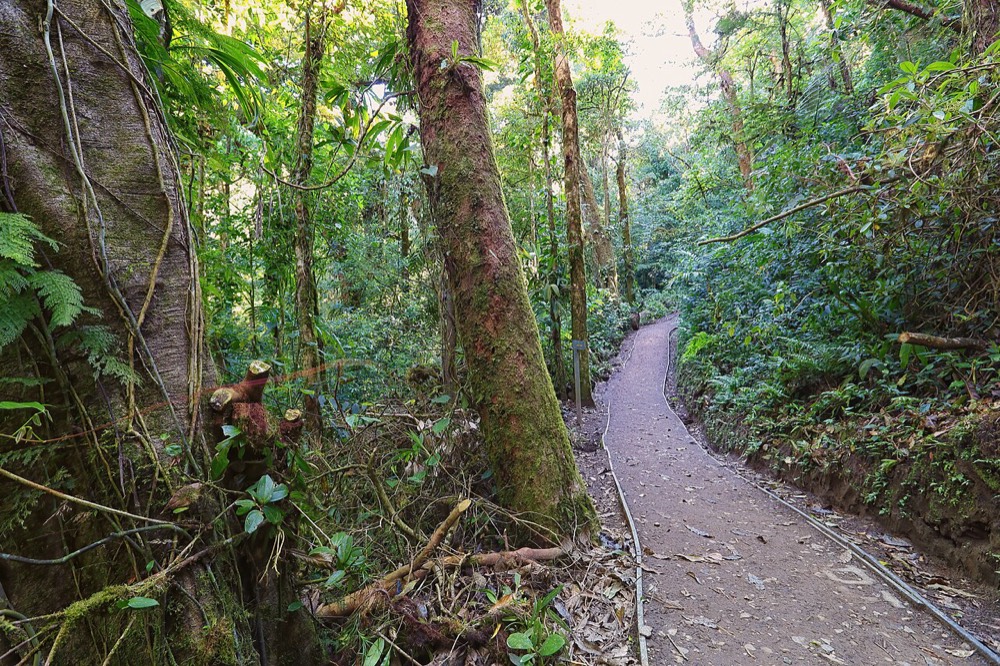 Monteverde cloud forest