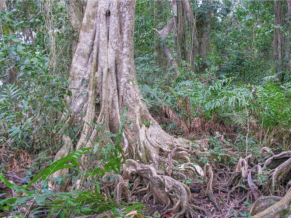 Cahuita National Park