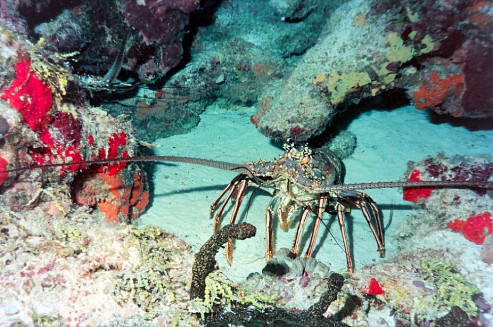 Palancar Reef