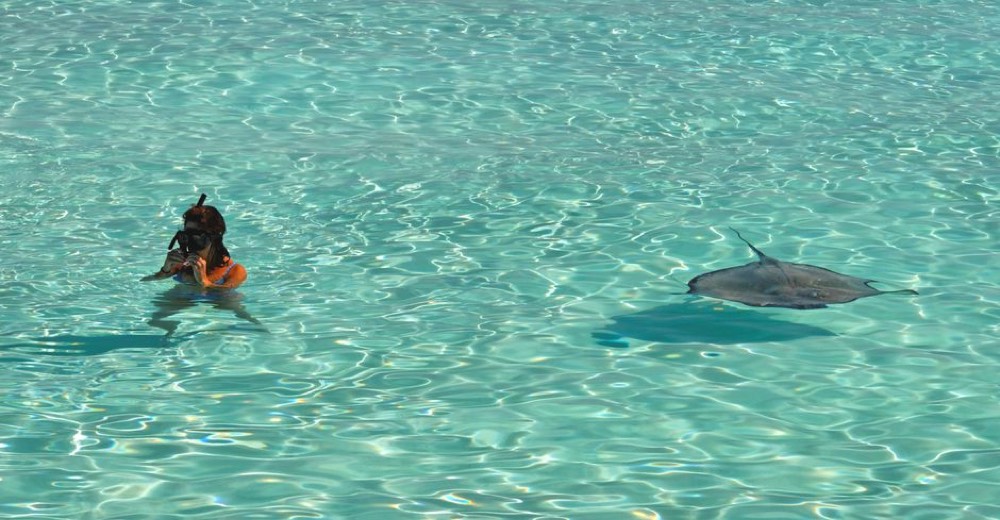 Stingray City and North Sound