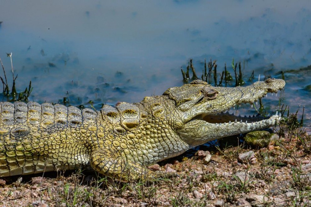 Black River safari