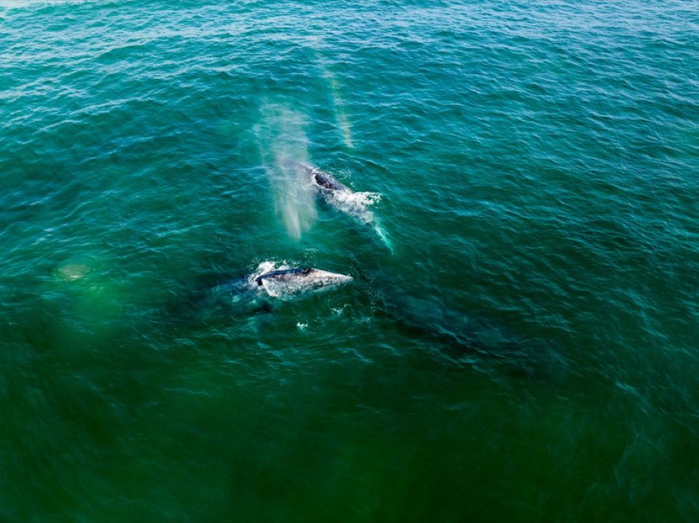 Whale watching