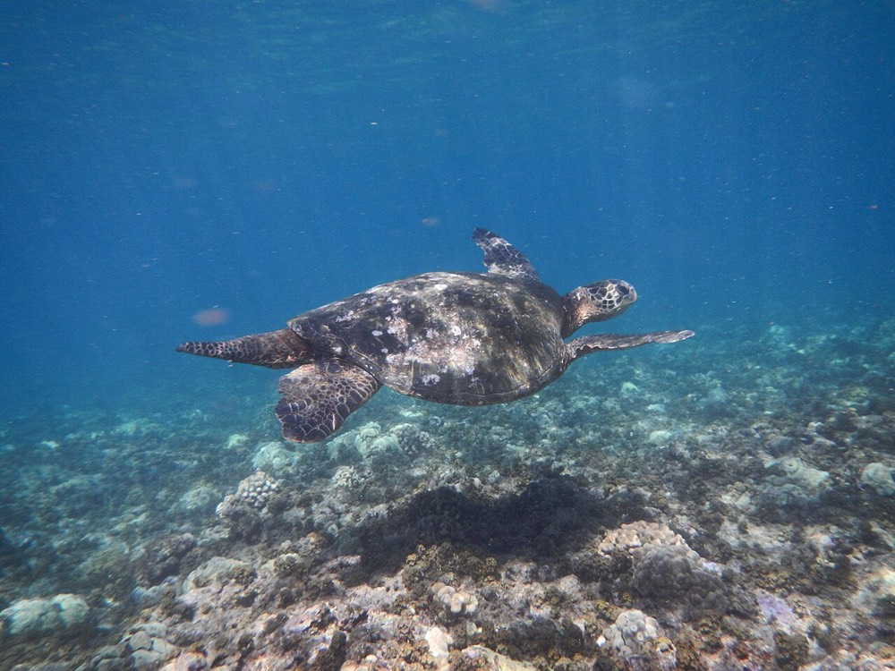 Honolua Bay
