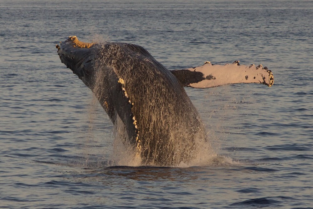 Winter whale watching
