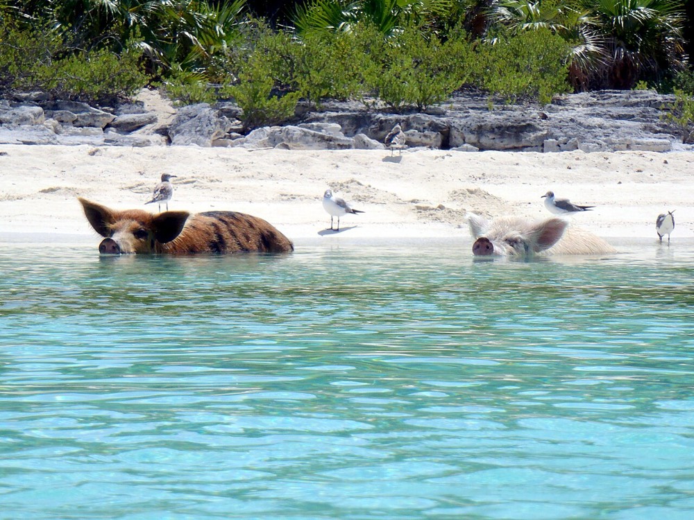 Exuma Cays and the swimming pigs