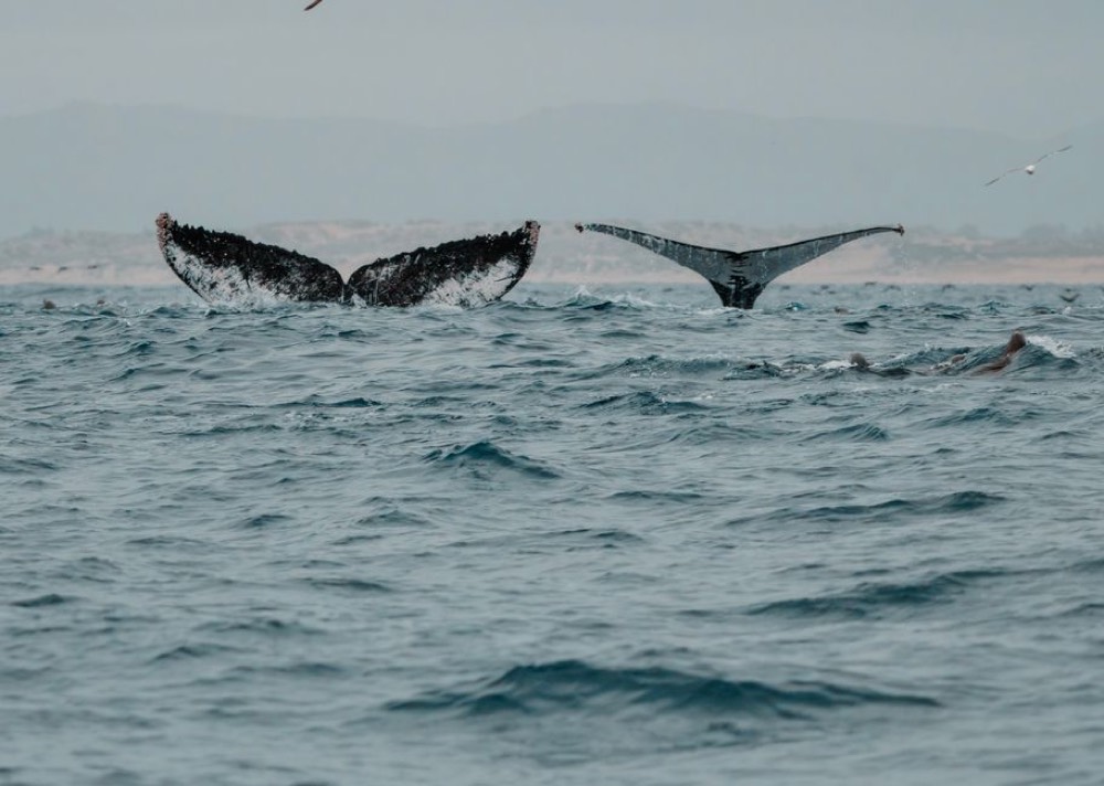 Whale watching on Banderas Bay