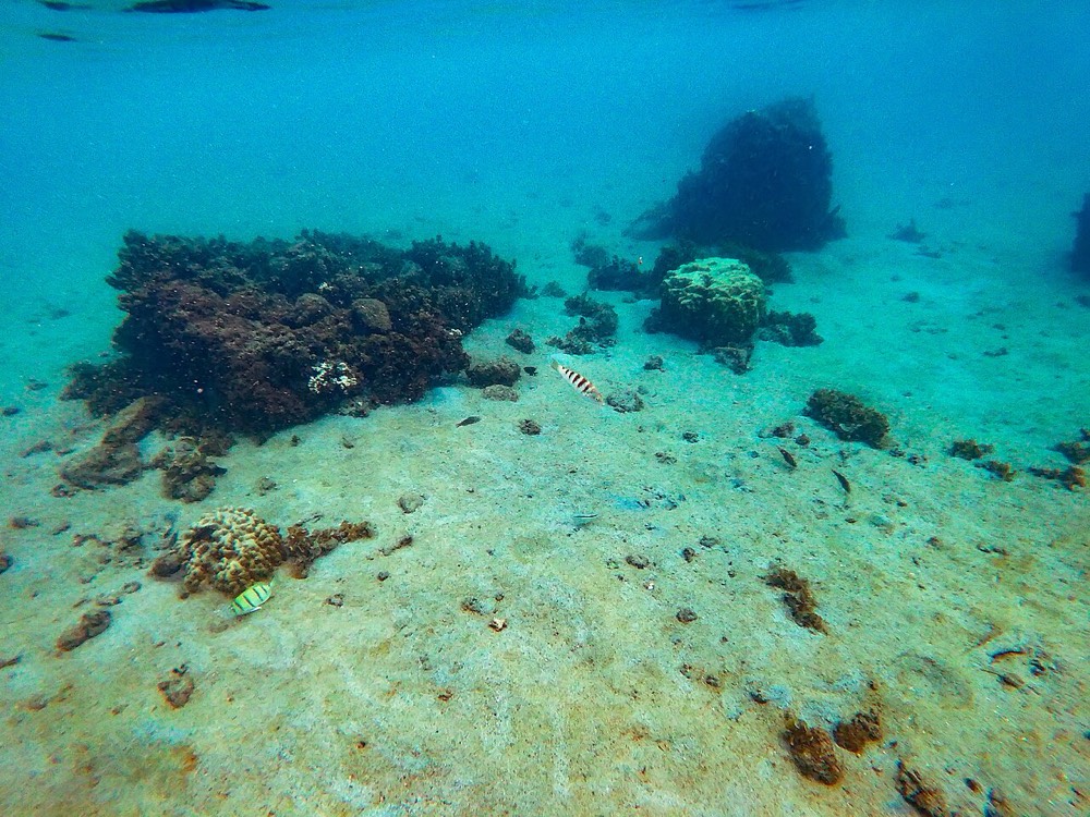 Punaauia