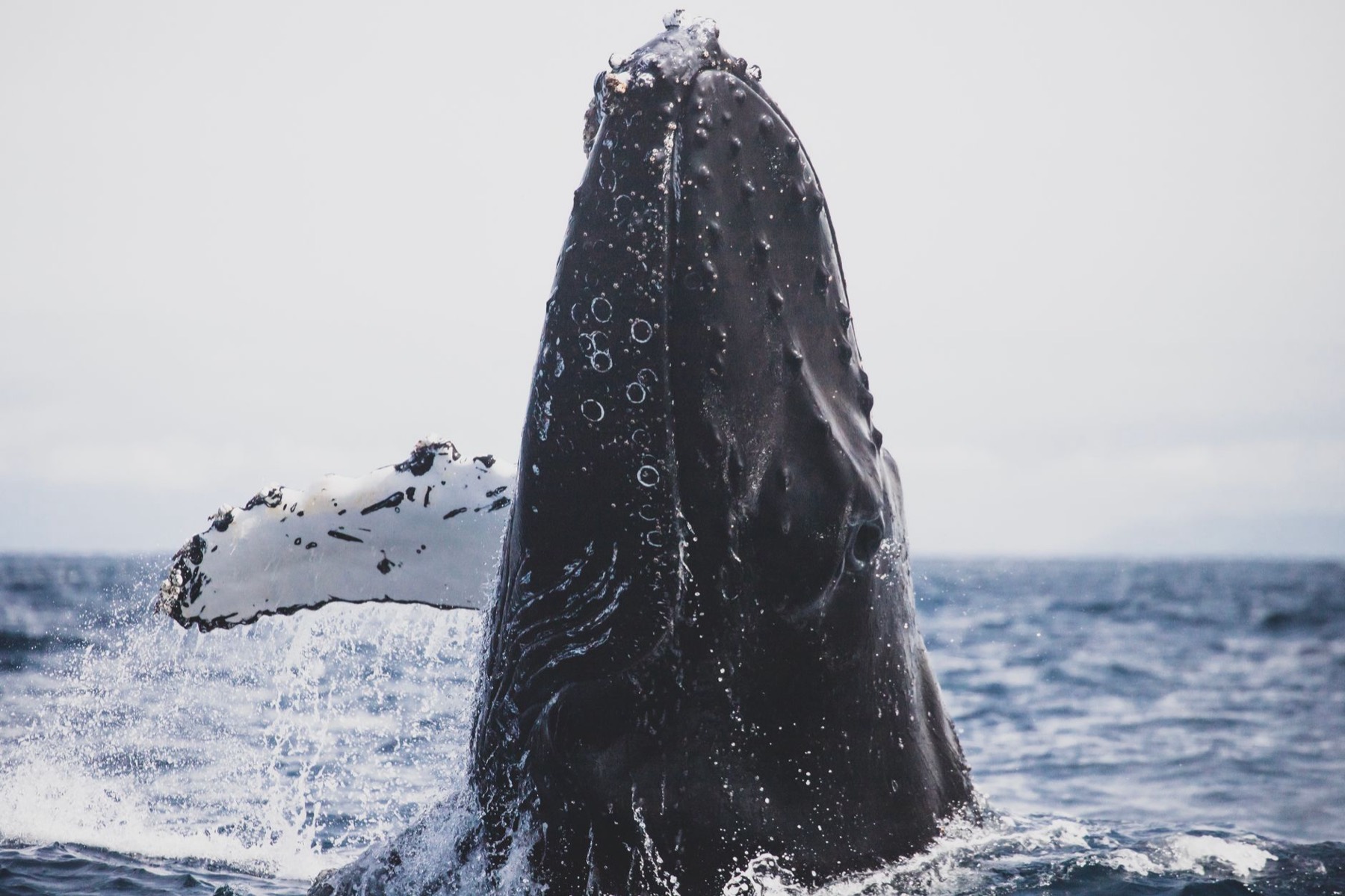 Whales and wildlife